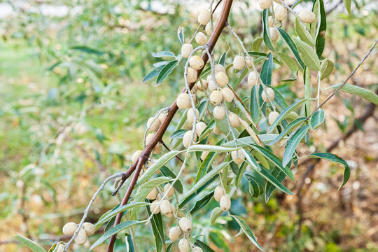 Olive berries on the branches on a sunny day. Harvesting plants concept. - Powered by Adobe