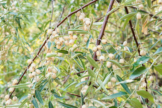 Olive berries on the branches on a sunny day. Harvesting plants concept.