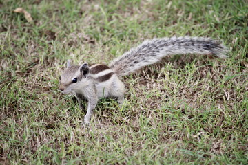 squirrel in grass