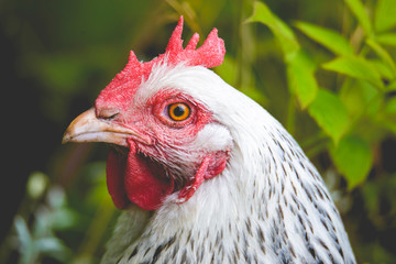 Hen, chicken and rooster