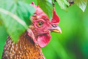 Hen, chicken and rooster