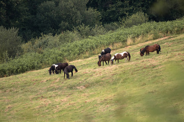 group of horses grazing in green fields