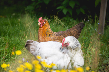Hen, chicken and rooster