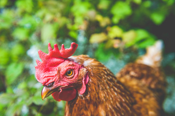 Hen, chicken and rooster