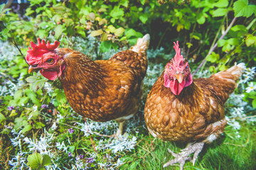 Hen, chicken and rooster