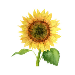 Watercolor sunflower isolated on white background. Handrawn clipart.