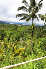 Green rice fields on Bali island, Jatiluwih near Ubud, Indonesia