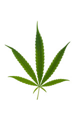Cannabis leaf, marijuana isolated over white background. Growing medical marijuana