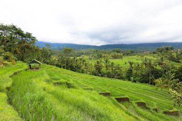 Green rice fields on Bali island, Jatiluwih near Ubud, Indonesia