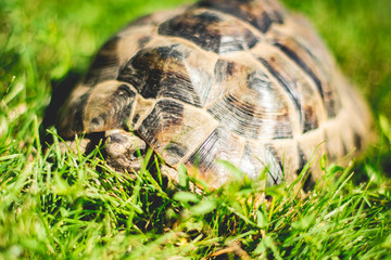 turtle on green grass