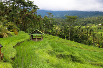 Green rice fields on Bali island, Jatiluwih near Ubud, Indonesia