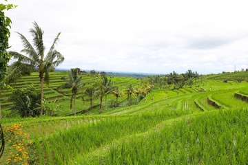 Obraz premium Green rice fields on Bali island, Jatiluwih near Ubud, Indonesia