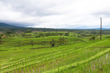 Fototapeta na wymiar Green rice fields on Bali island, Jatiluwih near Ubud, Indonesia