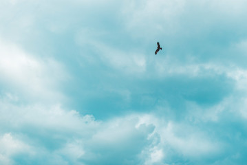 bird in the sky