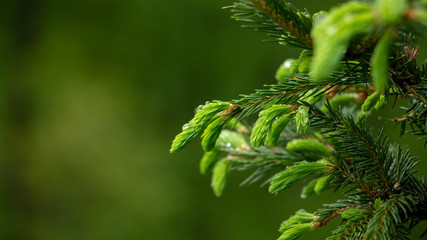 Young needles of spruce, behind a green background