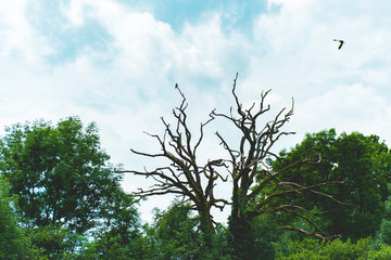 Dead tree branches in forest