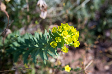 Blume an der kroatischen Küste