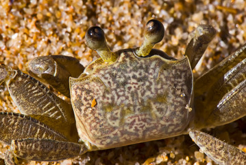 Ghost crab photographed in Guarapari, Espirito Santo, Southeast of Brazil. Atlantic Forest Biome. Picture made in 2008.