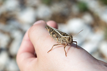 Grashüpfer (Kroatien)