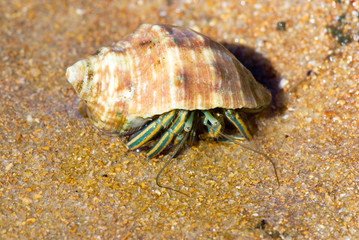 Hermit crab photographed in Guarapari, Espirito Santo, Southeast of Brazil. Atlantic Forest Biome. Picture made in 2008.