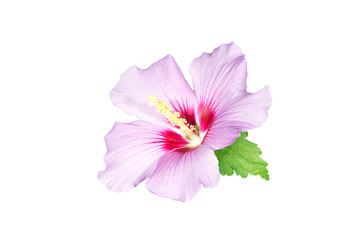 Beautiful hibiscus flower isolated on white background