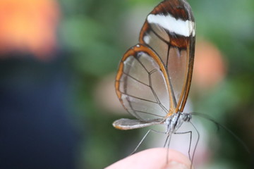 glass winged butterfly