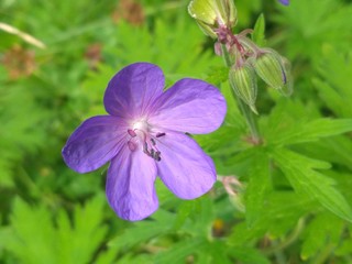 blue flower in the garden