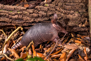 Nine banded armadillo photographed in Guarapari, Espirito Santo, Southeast of Brazil. Atlantic Forest Biome. Picture made in 2008.