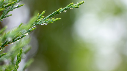 Young saturated bright green needles on a bokeh background, with place for text