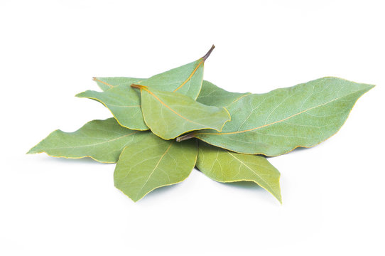 leaves of Daphne, bay or laurel isolated on white background. Laurus nobilis leaf gives food fragrance, aromatic herb, scented plant