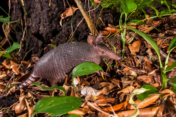  Nine banded armadillo photographed in Guarapari, Espirito Santo, Southeast of Brazil. Atlantic Forest Biome. Picture made in 2008.