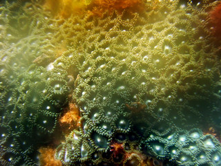 Coral photographed in Guarapari, Espirito Santo, Southeast of Brazil. Atlantic Forest Biome....