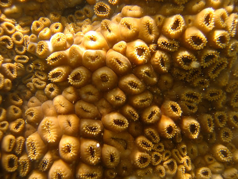White encrusting zoanthid photographed in Guarapari, Espirito Santo, Southeast of Brazil. Atlantic Forest Biome. Picture made in 2008.