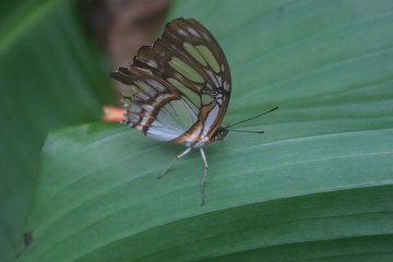 butterfly on leaf