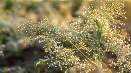 Green fresh grass in the drops of dew texture