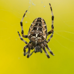 Cross Spider