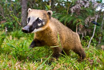 Fototapeta premium South American coati, or ring tailed coati photographed in Espirito Santo, Brazil. Picture made in 2008
