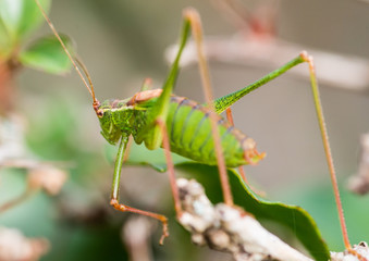 Speckled Bush Cricket