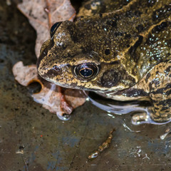 Froggy