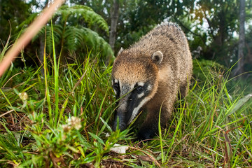 Obraz premium South American coati, or ring tailed coati photographed in Espirito Santo, Brazil. Picture made in 2008.