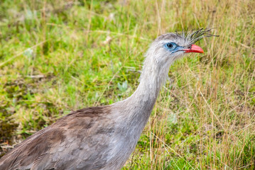 Red legged Seriema photographed in Serra Caparao, Brazil. Picture made in 2008