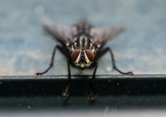 Flesh Fly