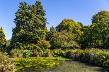 Fototapeta na wymiar Pond lilies and grass
