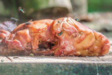 A piece of meat with flies and larvae of flies. Spoiled meat. Meat with a choke.