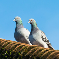 Pair Of Pigeons