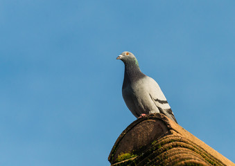 Sitting Proud