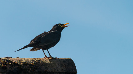Alarmed Blackbird
