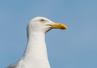 Herring Gull Portrait