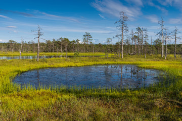 Viru bog in Lahemaa National Park; Estonia