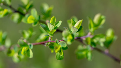 Young green leaves, soft focus, background, texture